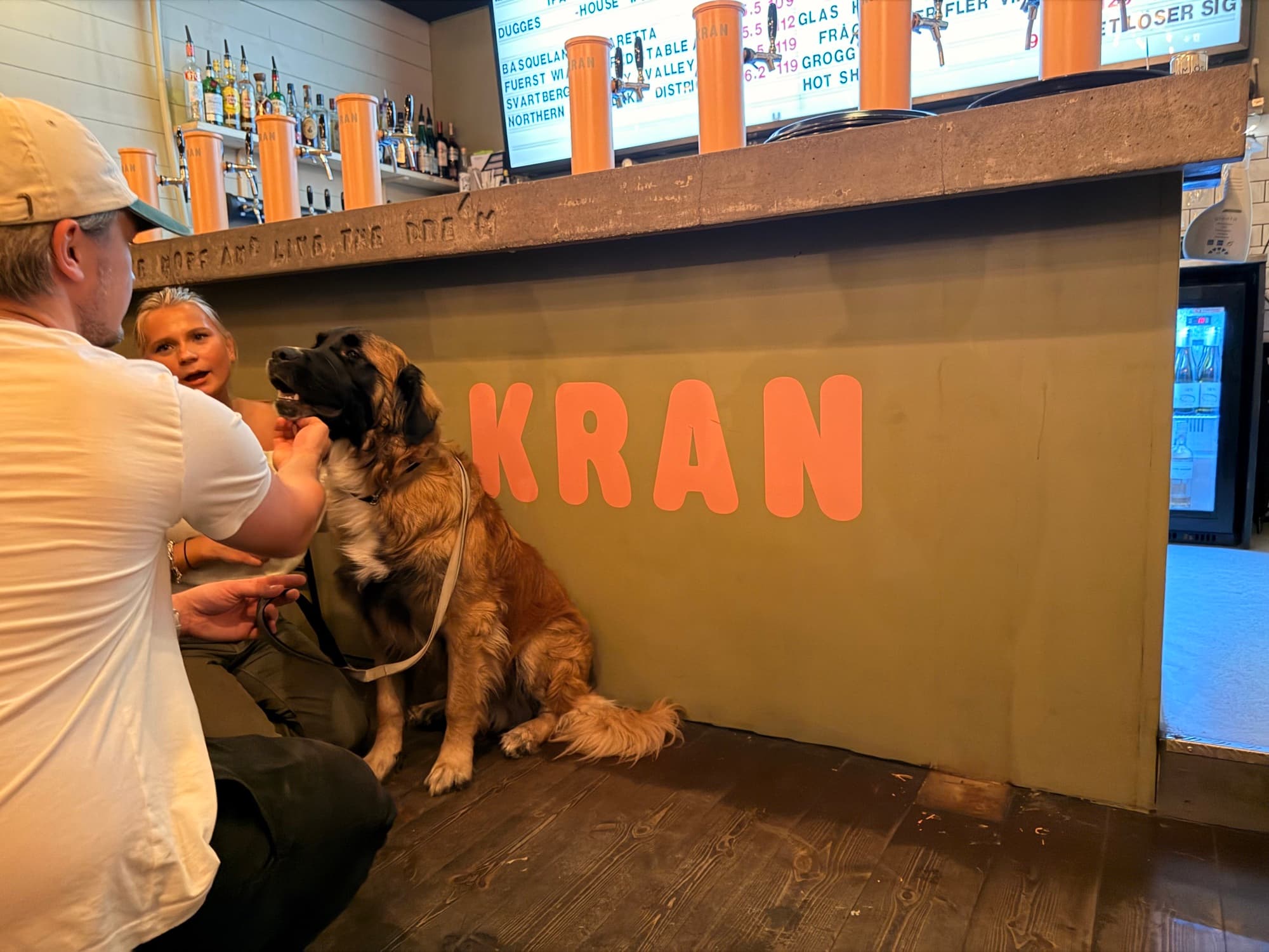En stor lurvig hund sitter lugnt vid bardisken medan personalen klappar den